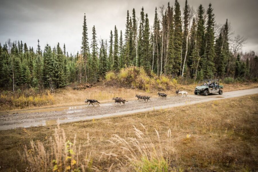 Fairbanks: Dog Mushing through Fall Landscapes on a UTV - Side-by-side comfort versus real outdoors: what the ride feels like