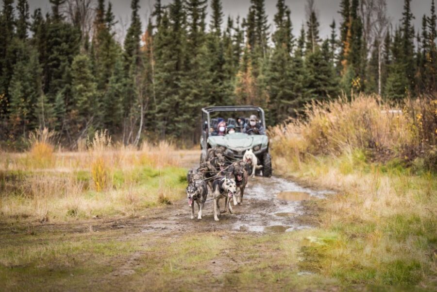 Fairbanks: Dog Mushing through Fall Landscapes on a UTV - Wildlife spotting at the beaver pond: what you can realistically hope to see