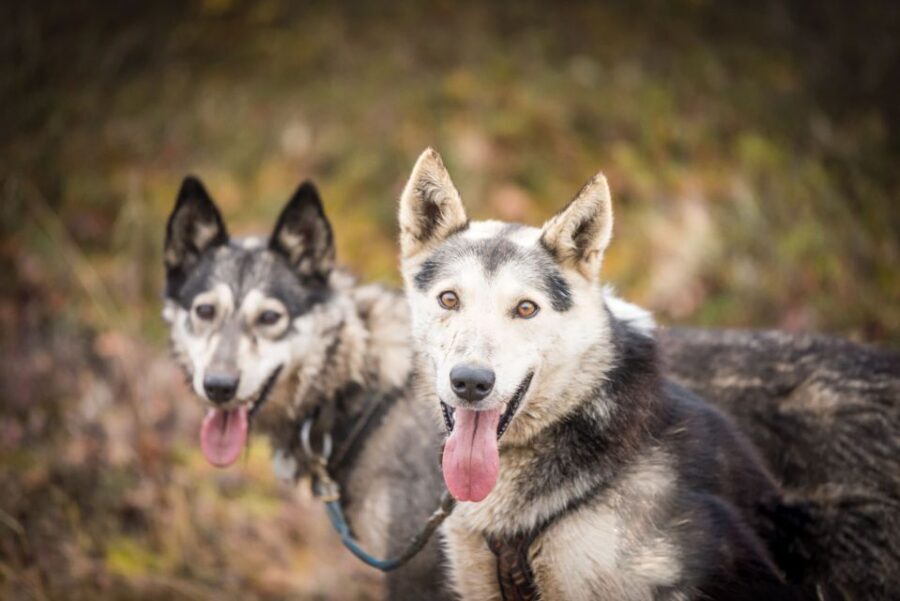 Fairbanks: Dog Mushing through Fall Landscapes on a UTV - Getting there without stress: driving directions that matter