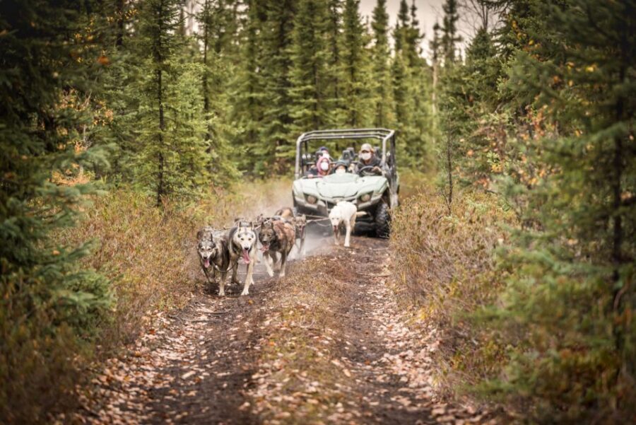 Fairbanks: Dog Mushing through Fall Landscapes on a UTV - Who should book this, and who should skip it