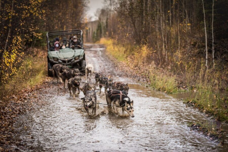 Fairbanks: Dog Mushing through Fall Landscapes on a UTV - Should you book this Fall Dog Mushing UTV tour?