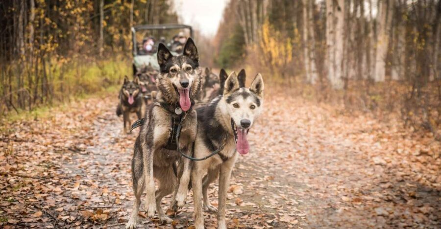Fairbanks: Dog Mushing through Fall Landscapes on a UTV - The 1.5-hour flow: team prep, trail time, and the beaver-pond pause