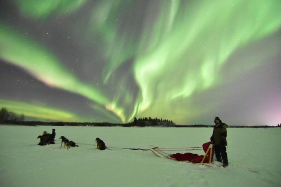 Fairbanks: Dog Sledding and Mushing Experience - Small group of 2: why the attention feels different