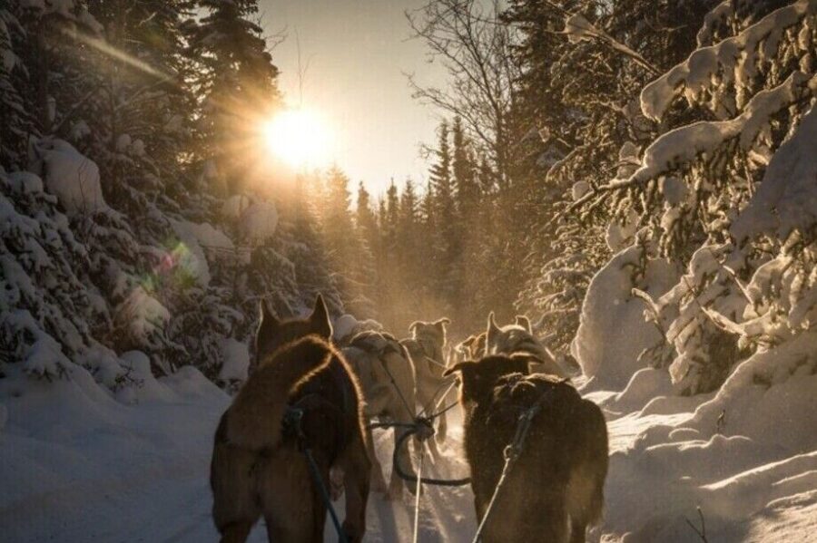 Fairbanks: Private Mush on the Historic Yukon Quest Trail - Why the Yukon Quest trail ride feels different outside Fairbanks