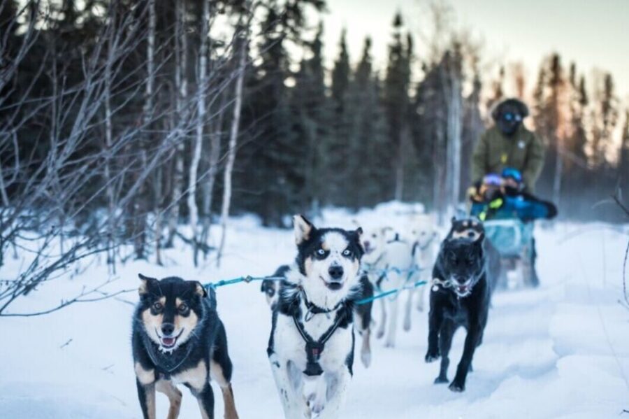 Fairbanks: Private Mush on the Historic Yukon Quest Trail - Gear included in the price (and what you still need to bring)