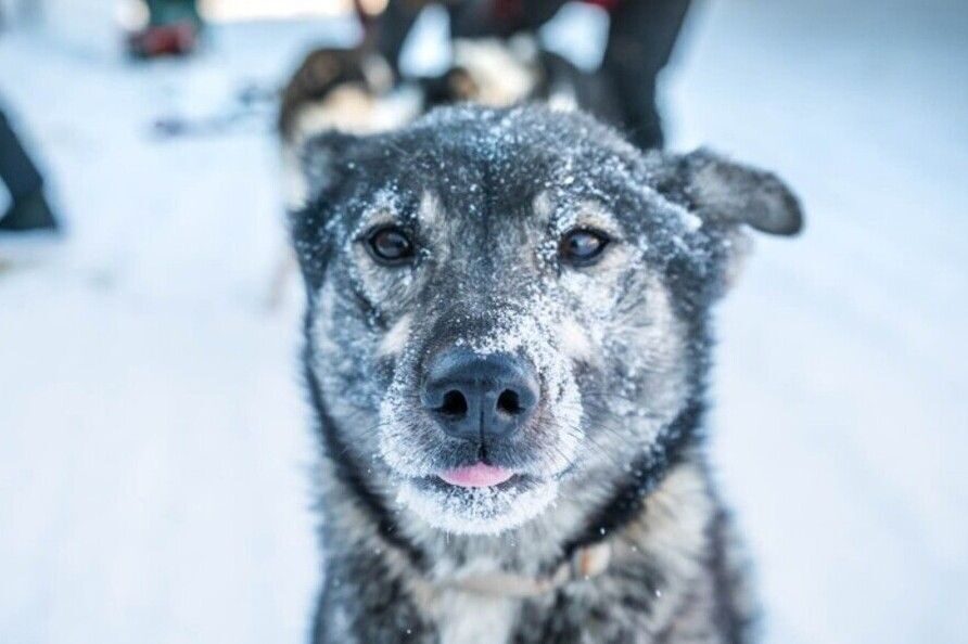 Fairbanks: Private Mush on the Historic Yukon Quest Trail - The half-way frozen pond stop: photos, snow play, and a breather
