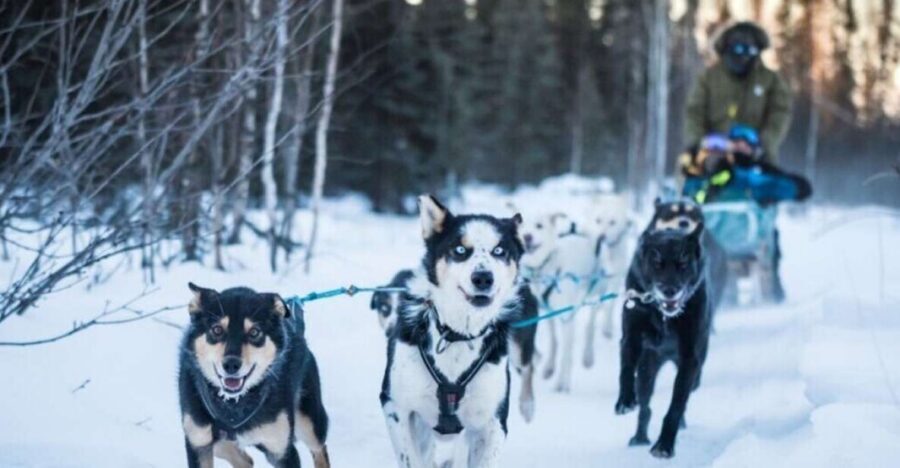 Fairbanks: Private Mush on the Historic Yukon Quest Trail - Meet, seat, and go: how the ride starts (and what to watch for)