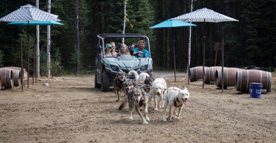 Fairbanks: Summer Mushing Cart Ride and Kennel Tour - The Mushing Presentation: Pack Mentality in Plain English