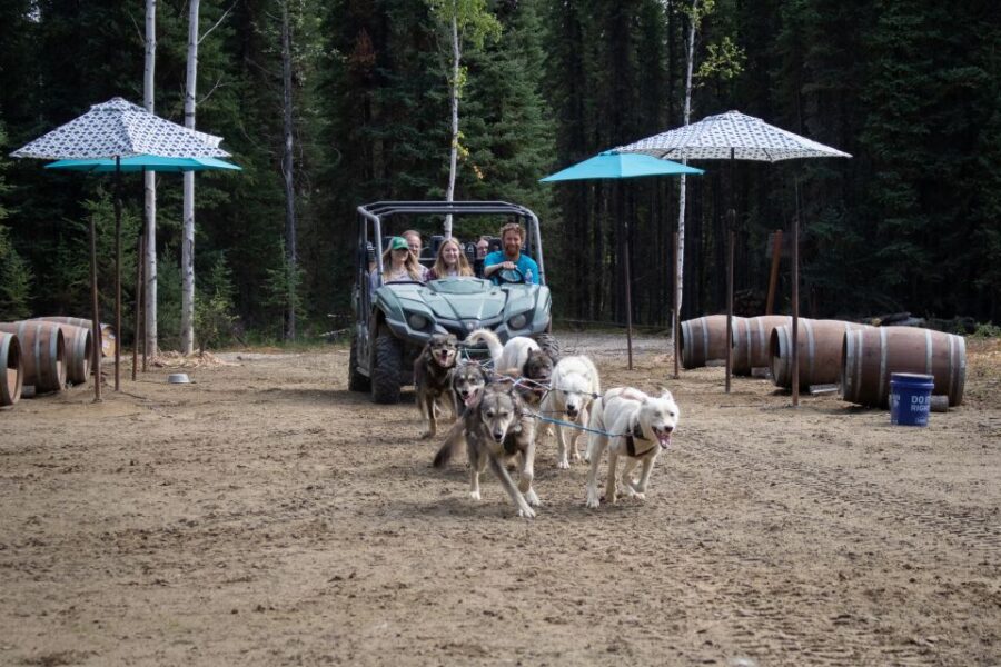 Fairbanks: Summer Mushing Cart Ride and Kennel Tour - Meet Chase and the Co-op Setup (And Why the Safety Notes Matter)