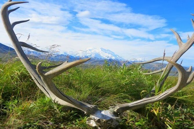 Fairbanks to Denali Shuttle Service - Should You Book This Fairbanks to Denali Shuttle?