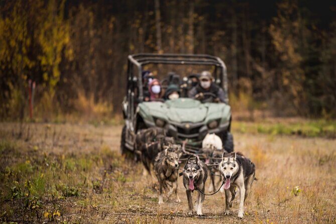Fall Aurora Mushing Cart Ride Bucket List Adventure - Last Frontier Mushing Co-op: What You’ll Do Before the Ride