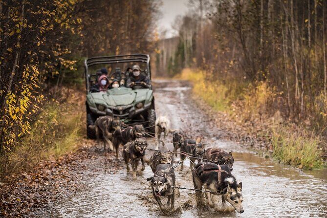 Fall Aurora Mushing Cart Ride Bucket List Adventure - Meet the Huskies and Get the Story From Real Dog People