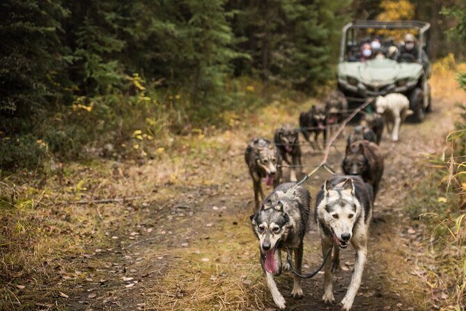 Fall Aurora Mushing Cart Ride Bucket List Adventure - Warm Up in the Wood-Fired Yurt: More Than a Waiting Room