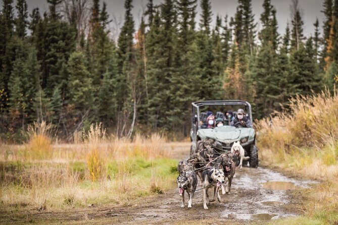 Fall Aurora Mushing Cart Ride Bucket List Adventure - Price and Value: Is $200 Worth It?