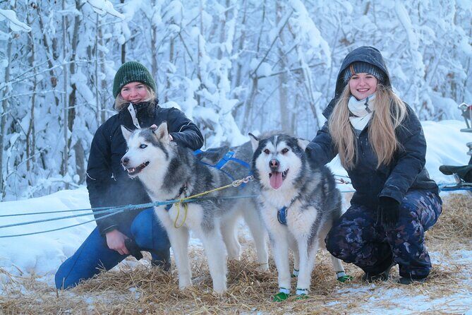 Free Pickup/Drop off: Alaskan Husky Dog Sledding with Free Photo - Key things to know before you go