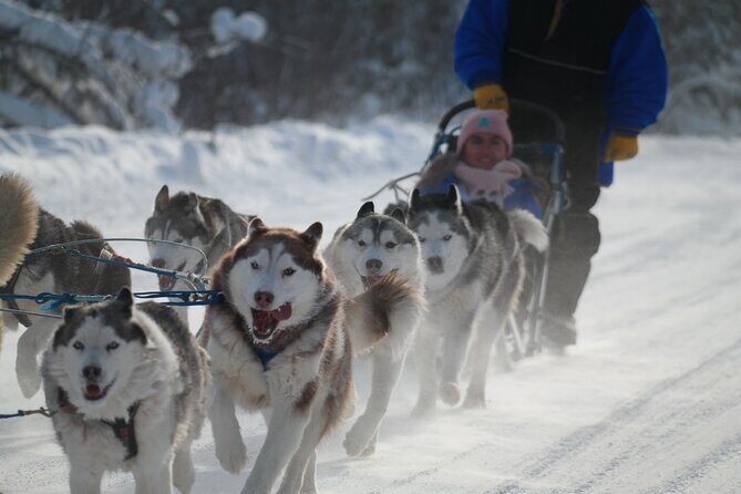 Free Pickup/Drop off: Alaskan Husky Dog Sledding with Free Photo - Should you book this dog sledding tour? My practical take