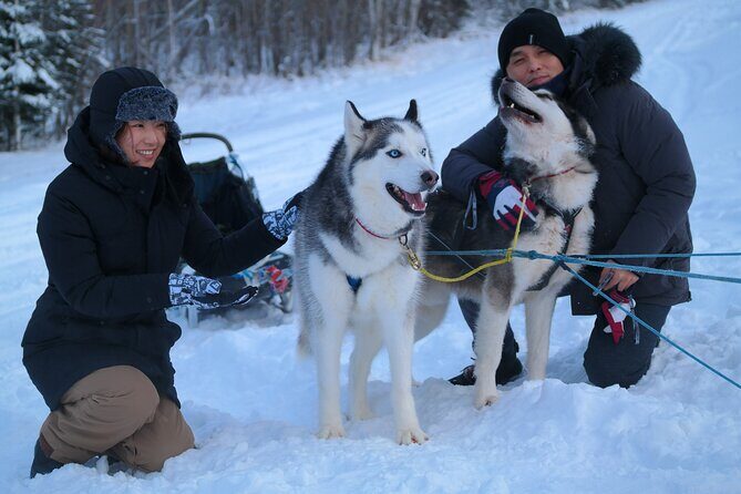 Free Pickup/Drop off: Alaskan Husky Dog Sledding with Free Photo - Meet the husky team: mushing commands, dog names, and how the guided talk actually helps
