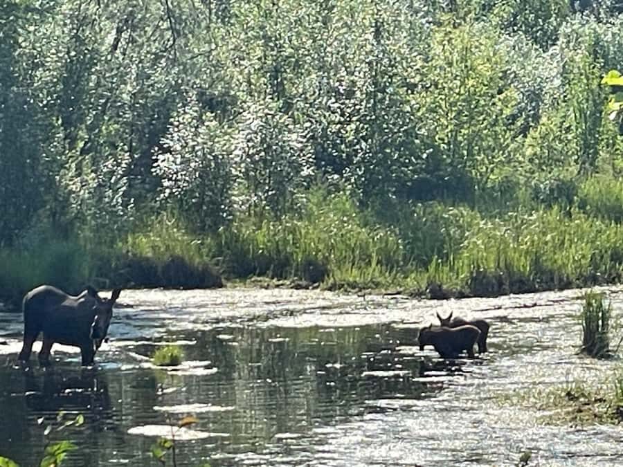 From Fairbanks: Chena Hot Springs Day Tour - Food, Drinks, and the Resort Stops That Add Real Value