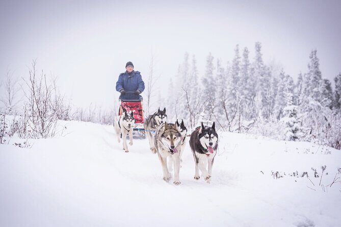 Full Day "Drive Your Own Dog Team" Dog Sledding Tour - Key highlights at a glance