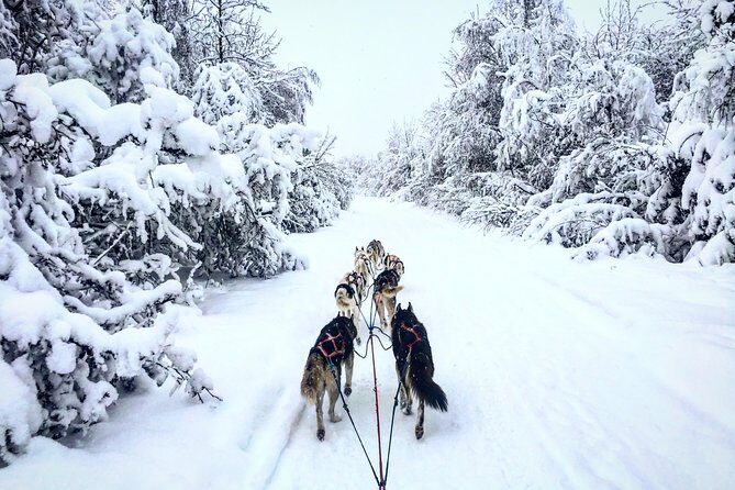 Full Day "Drive Your Own Dog Team" Dog Sledding Tour - Gear and Winter Comfort: What’s Included and What You Still Control