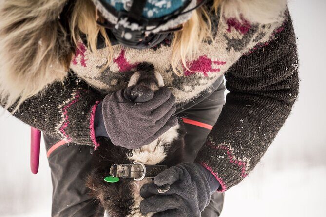 Full Day "Drive Your Own Dog Team" Dog Sledding Tour - Price and Value: What $699 Buys You (and Why It’s Not Just a Ride)