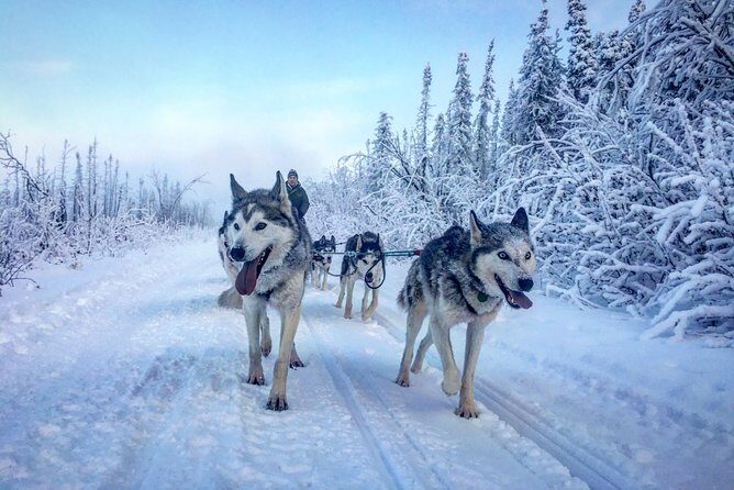 Full Day "Drive Your Own Dog Team" Dog Sledding Tour - Meeting Point and Timing: 10:00 AM at 2270 Hattie Creek Rd