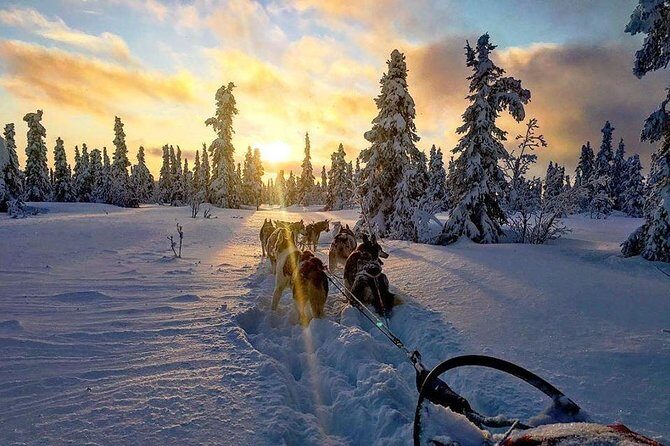Full Day "Drive Your Own Dog Team" Dog Sledding Tour - Who Should Book This Dog Team Experience?