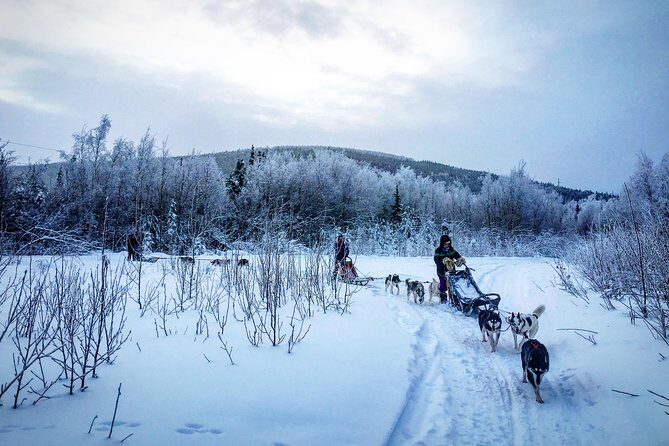 Full Day "Drive Your Own Dog Team" Dog Sledding Tour - Quick practical notes (so nothing surprises you)