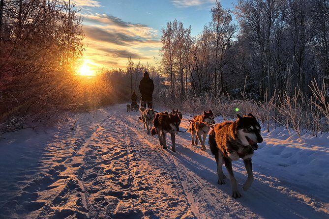 Full Day "Drive Your Own Dog Team" Dog Sledding Tour - Kennel Time After the Trail: Fire, Hot Drinks, and Campfire Lunch