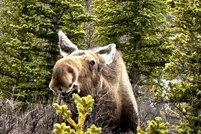 Full Day: Fairbanks to Denali Winter Adventure & SHERP Tour - Coghill’s Store: a 100+ year trading post break