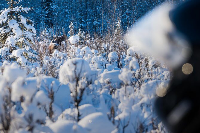 Guided Fairbanks Snowmobile Tour - Safety briefing and practice laps: how first-timers actually get control