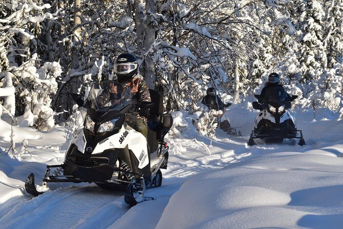 Guided Fairbanks Snowmobile Tour - Wildlife spotting: what you’re actually looking for (and how to help your chances)