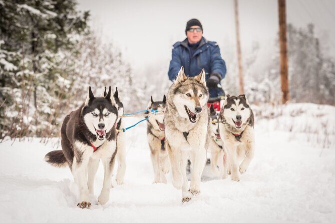 Half Day "Drive Your Own Dog Team" Dog Sledding Tour - Key Things I’d Pay Attention To