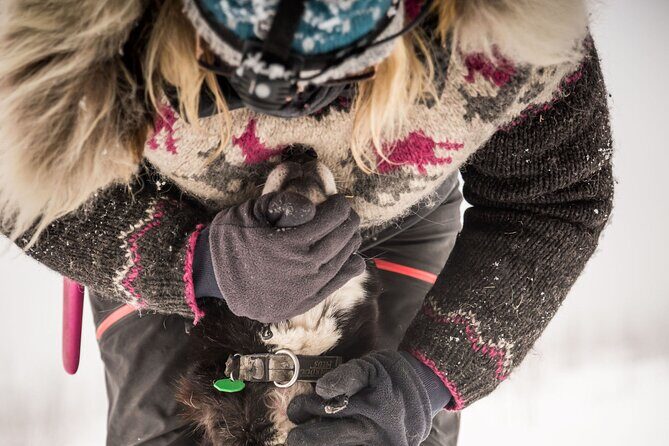 Half Day "Drive Your Own Dog Team" Dog Sledding Tour - How This Half-Day Dog Sled Tour Actually Works (and Why It Feels Real)
