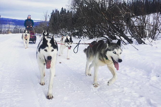 Half Day "Drive Your Own Dog Team" Dog Sledding Tour - Harnessing the Team: A Hands-On Moment With Siberian Huskies