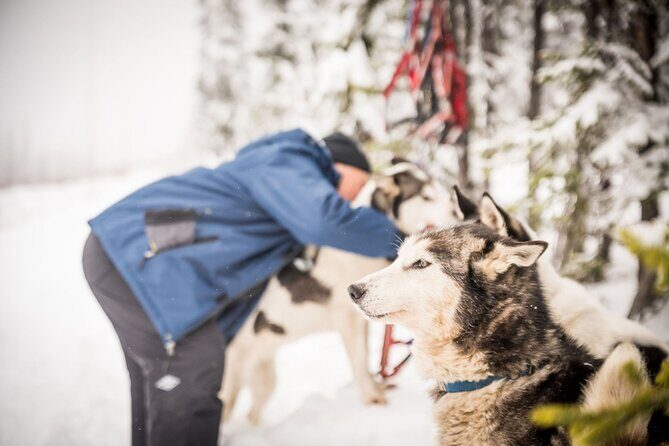 Half Day "Drive Your Own Dog Team" Dog Sledding Tour - The Sled Run: Old-Growth Boreal Forest to a Ridge View