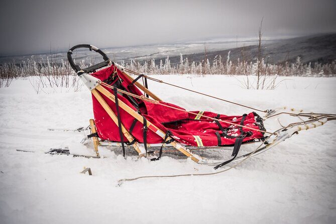 Half Day "Drive Your Own Dog Team" Dog Sledding Tour - What It’s Like to Drive Your Own Sled (No Guesswork)
