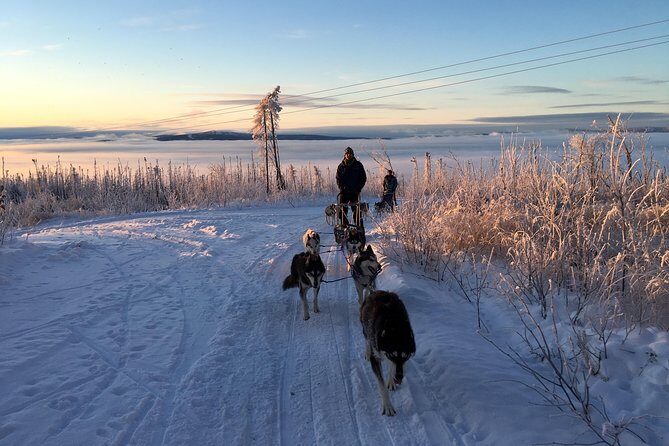 Half Day "Drive Your Own Dog Team" Dog Sledding Tour - Back at the Kennel: Fire, Hot Drinks, and Home-Baked Treats