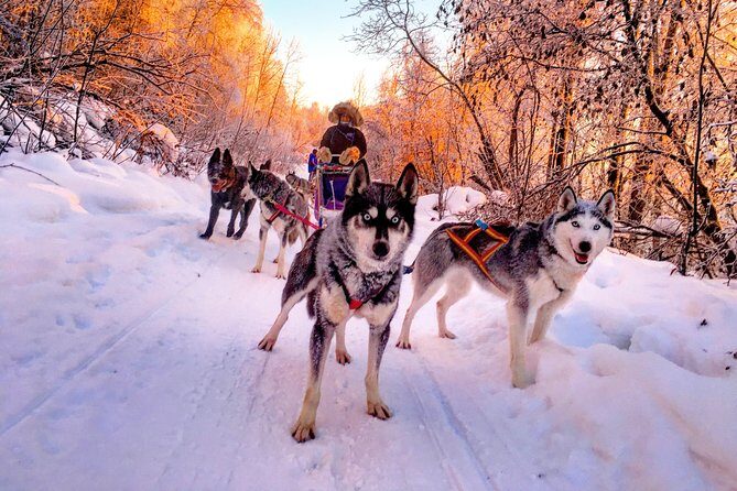 Half Day "Drive Your Own Dog Team" Dog Sledding Tour - Gear and Clothing: What’s Included, What’s on You
