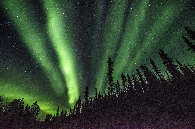 Northern Lights & Arctic Circle Tour - Wildlife chances on a remote road