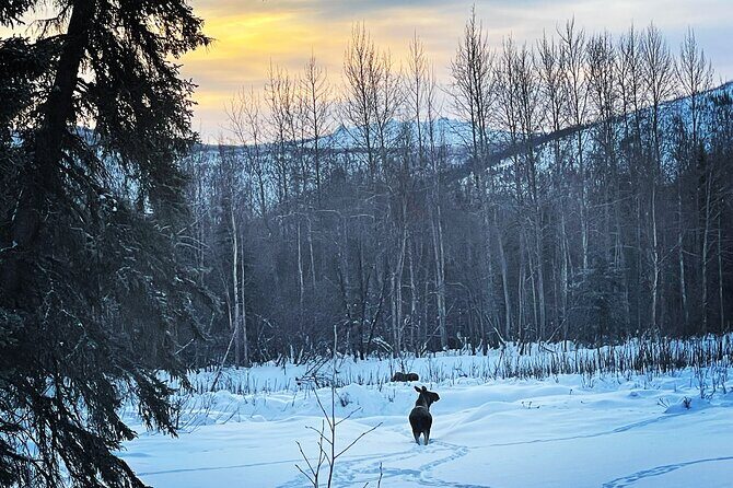 Northern Lights at Chena Hot Springs - Booking timing: how early to lock it in