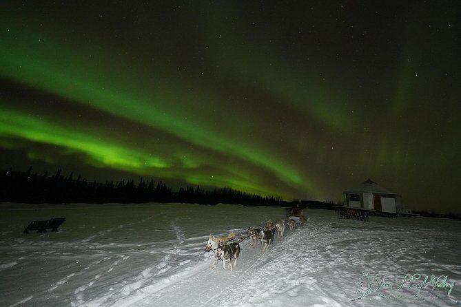 Northern Lights Viewing including Dinner and Dog Sledding - Key highlights worth getting excited about