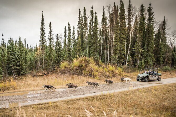 Private Fall Foliage Mushing Cart Ride in Fairbanks - The UTV side-by-side turned dog sled cart: how the ride actually feels