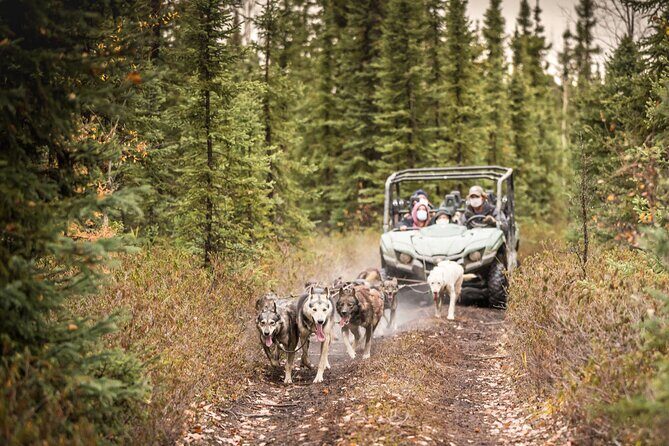 Private Fall Foliage Mushing Cart Ride in Fairbanks - Riding through fall colors, freeze-up, and early snow (and how the month matters)