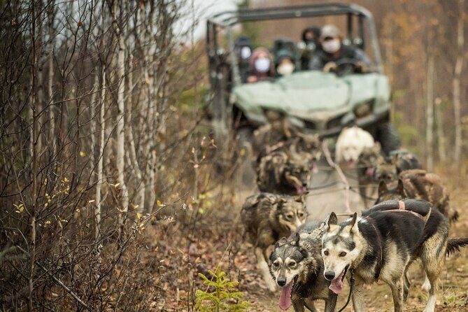 Private Fall Foliage Mushing Cart Ride in Fairbanks - Coffee, hot cocoa, and the warm yurt breaks that make the trip worth it