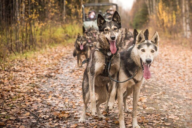 Private Fall Foliage Mushing Cart Ride in Fairbanks - Value at $175: private time, real dogs, and a co-op you can feel