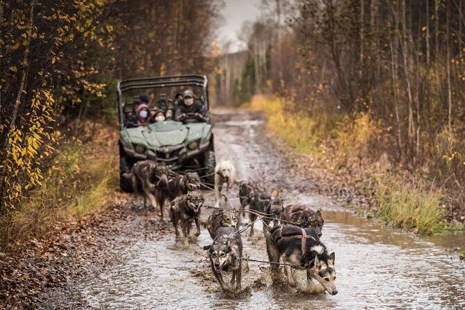 Private Fall Foliage Mushing Cart Ride in Fairbanks - Arriving at Last Frontier Mushing Co-op and warming up in the yurt