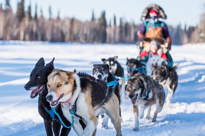 Private Guided Dog Sledding on the Historic Yukon Quest Trail - Key Highlights Worth Planning For
