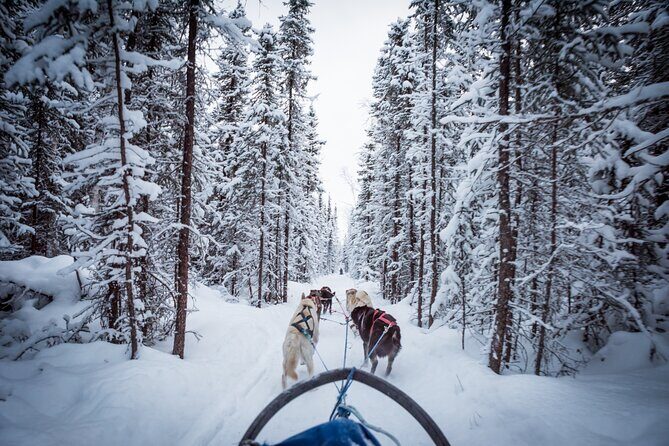 Private Guided Dog Sledding on the Historic Yukon Quest Trail - Hooked Up and Ready: The Sled Ride on the Yukon Quest Trail