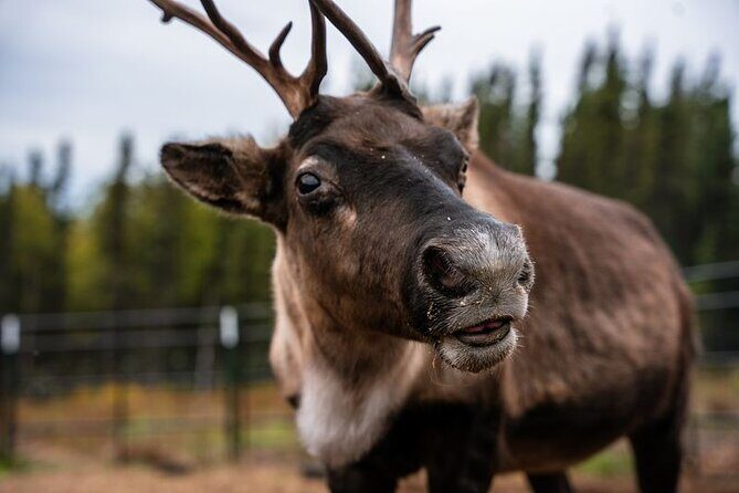 Reindeer Meet and Greet - Key points to know before you go